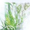 Parfum Géranium – Luxuriance – Rivières de Cartier | Cartier